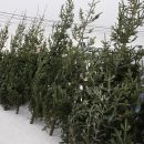 Три тысячи пихт привезли в Новосибирск к Новому году