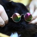 Котокафе вновь открылось после закрытия из-за коронавируса в Новосибирске Котокафе вновь открылось после закрытия из-за коронавируса в Новосибирске