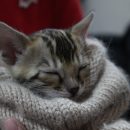 Кроха-котёнок исполнил мечту семилетнего мальчика с раком крови из Челябинска Кроха-котёнок исполнил мечту семилетнего мальчика с раком крови из Челябинска