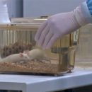 Мыши из Академгородка выведут российские товары на международный уровень