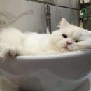 Кошку-блогершу продают за 100 тысяч рублей в Новосибирске