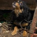 Концлагерь для собак и кошек обнаружен под Новосибирском