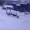 Забор спас ребенка от стаи голодных собак в Новосибирске
