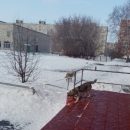 Агрессивные бродячие собаки обосновались на территории школы в городе Обь