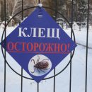 Проснулись гады: жителя Новосибирска укусил первый клещ