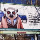 Шокирующий баннер с лемуром объяснили в Новосибирском зоопарке