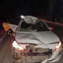 Беременную лосиху сбил насмерть таксист в пригороде Новосибирска