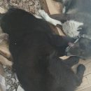 Догхантер расстрелял в голову четырех собак в селе Лебедевка