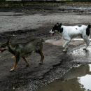 Огромный пес покусал ребенка на детской площадке в Новосибирске