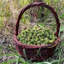 Как приготовить оригинальное варенье из сосновых шишек