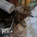 Спасатели вытащили пса из ямы туалета в Новосибирске Спасатели вытащили пса из ямы туалета в Новосибирске