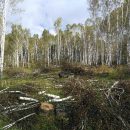 Массовую вырубку леса обнаружили в бассейне реки Издревая Массовую вырубку леса обнаружили в бассейне реки Издревая