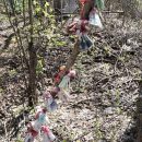 Дюжина кукол на могиле удивила посетителей кладбища в городе Обь
