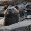 Голодная медведица с медвежонком напугала жителей деревни