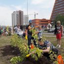 В Академгородке высадили аллею маньчжурских орехов