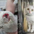 Кота, брошенного в яму с нечистотами, спасли в Кольцово Кота, брошенного в яму с нечистотами, спасли в Кольцово
