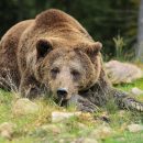 Отстрел медведя-убийцы под Новосибирском объяснили в Минприроде