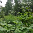 Истребить ядовитый борщевик призвали жителей Академгородка в Новосибирске