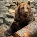 Берлоги для наблюдения за медведями построят в Новосибирском зоопарке Берлоги для наблюдения за медведями построят в Новосибирском зоопарке