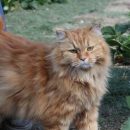 Спрос на котонянь резко вырос в Новосибирске Спрос на котонянь резко вырос в Новосибирске
