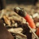 Краснокнижный Сморчок вонючий вырос в Новосибирском зоопарке