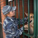 Овчарка Раза нашла грабителя еды и бытовой химии в Барабинске