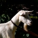Каких животных запрещено держать на дачах Каких животных запрещено держать на дачах