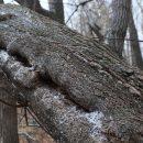 Огромная береза обрушилась на детскую площадку в Новосибирске