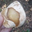 Грибы -бараны, грибы -яйца и грибы-кораллы: самые необычные находки грибников под Новосибирском