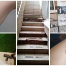 Милые еноты в кафе подарили жительнице Новосибирске царапины и разочарование