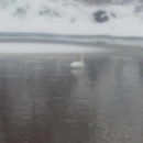 Одинокий лебедь замерзает под Новосибирском Одинокий лебедь замерзает под Новосибирском