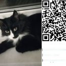 Черно-белого кота-бандита назвали в честь QR-кода в Новосибирске