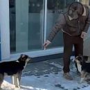 В Новосибирске бродячая собака цапнула за палец Александра Розенбаума В Новосибирске бродячая собака цапнула за палец Александра Розенбаума