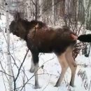 Лося с открытой раной спасли и отпустили на свободу в Татарском районе Лося с открытой раной спасли и отпустили на свободу в Татарском районе