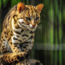 Новосибирцы раскупают бенгальских котят накануне Года тигра